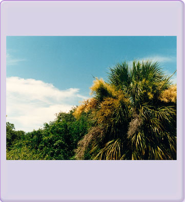 Florida Trees & Sky